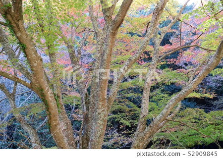 山谷秋葉楓 山谷秋葉楓 52909845
