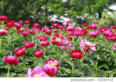 Tsukuba Peony Garden Tsukuba City, Ibaraki Prefecture Tsukuba Peony Garden Tsukuba City, Ibaraki Prefecture 52914732