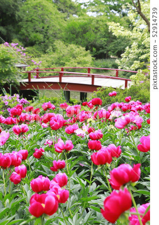 Tsukuba Peony Garden Tsukuba City, Ibaraki Prefecture 52914739