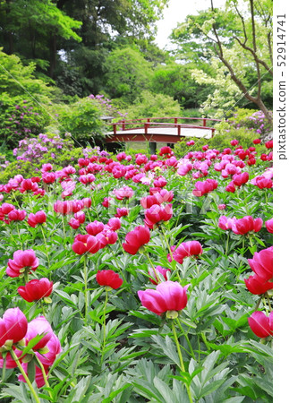 Tsukuba Peony Garden Tsukuba City, Ibaraki Prefecture 52914741