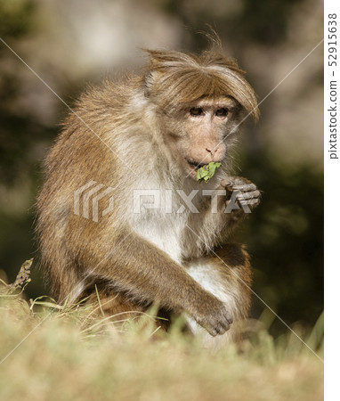 Monkey In Wild Tests Leaf For Food Source 52915638