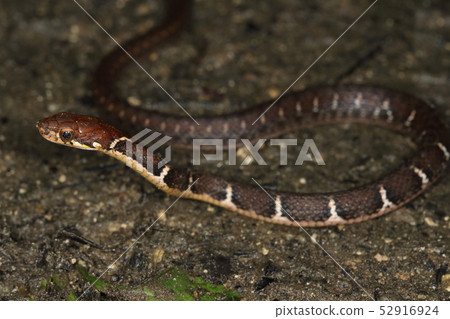 生物爬行動物Yaeyama hiba,Ishigakijima和Iriomotejima的特有物種。它似乎是Hibakari的朋友 生物爬行動物Yaeyama hiba,Ishigakijima和Iriomotejima的特有物種。它似乎是Hibakari的朋友 52916924