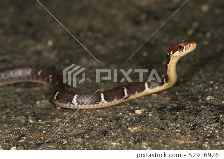 Creatures Reptiles Yaeyama hi-ba, a white crinkled in black with a dark brown background color Creatures Reptiles Yaeyama hi-ba, a white crinkled in black with a dark brown background color 52916926