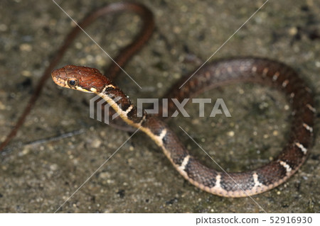 Creatures Reptiles Yaeyama hi-ba, intimidating behavior full of effort. My abdominal and back muscles look strong 52916930