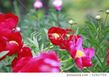 Button and peony flower 52917754