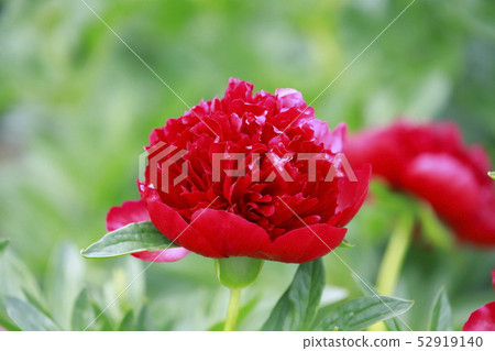 按鈕和牡丹花 按鈕和牡丹花 52919140