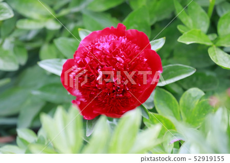 按鈕和牡丹花 52919155