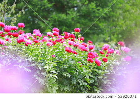 Tsukuba Peony Garden Tsukuba City, Ibaraki Prefecture 52920071