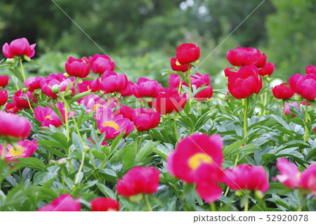 Tsukuba Peony Garden Tsukuba City, Ibaraki Prefecture Tsukuba Peony Garden Tsukuba City, Ibaraki Prefecture 52920078