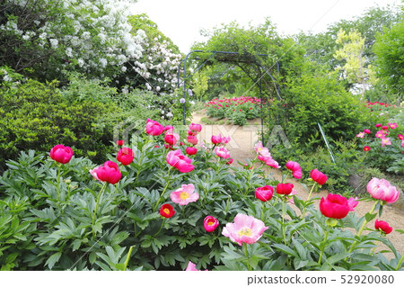 Tsukuba Peony Garden Tsukuba City, Ibaraki Prefecture 52920080