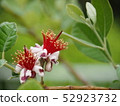 Feijoa's flower 52923732
