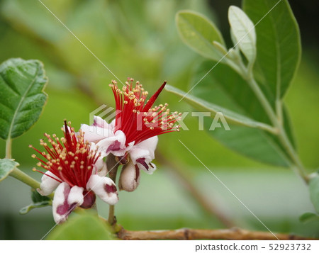 Feijoa的花 52923732