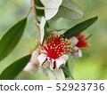 Feijoa's flower 52923736