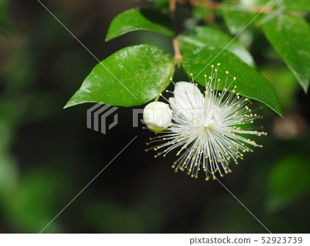 Fir flower Fir flower 52923739