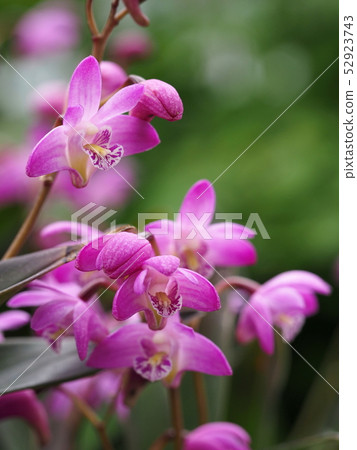 Gingianam花 Gingianam花 52923743