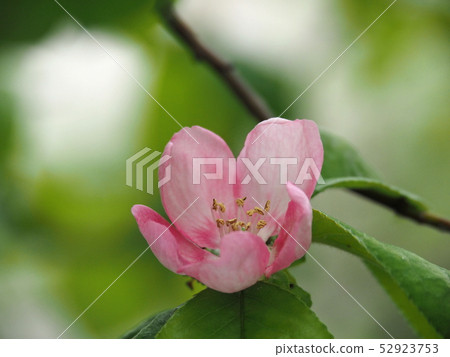 Karin's flower 52923753