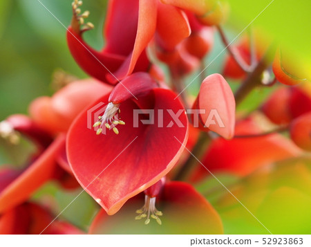 American Flower of Deigo American Flower of Deigo 52923863