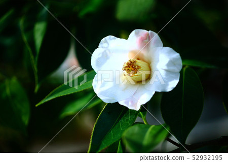 Acupuncture white flower Acupuncture white flower 52932195