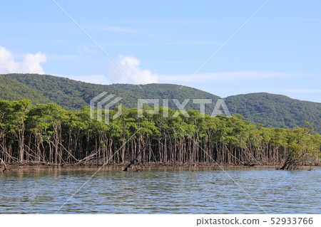 西表島 仲間川紅樹林 沖繩旅遊網 52933766