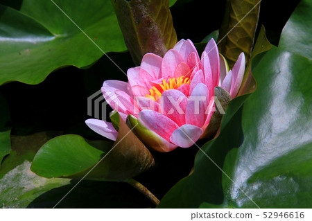 蓮花 52946616