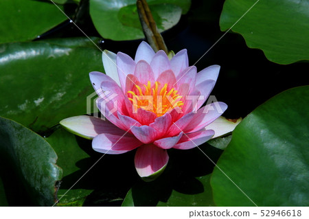 蓮花 蓮花 52946618