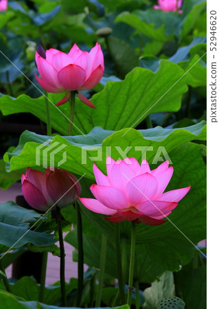 蓮花 蓮花 52946620