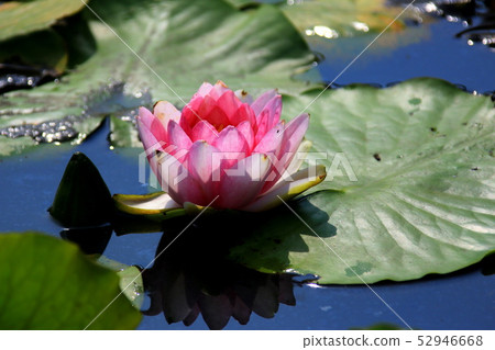 Lotus flower  52946668