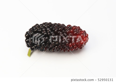 桑椹桑椹 52950131
