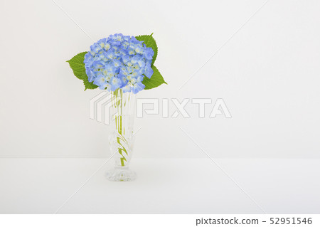 Hydrangea with a hydrangea 52951546