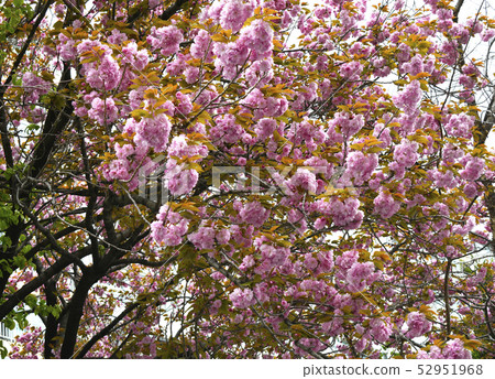 A blossoming flower A blossoming flower 52951968