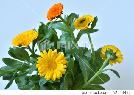Calendula 52954432