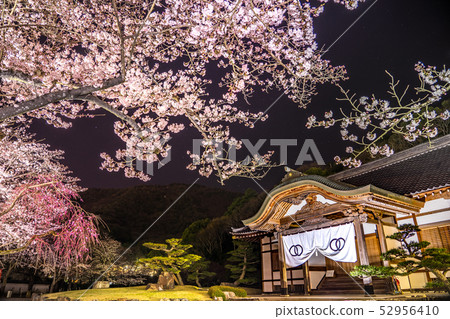 Cherry blossom attractions! Night view of the night cherry blossoms and Tatsuno Castle Honmaru Palace (Tatsuno City, Hyogo Prefecture) * Shooting position in the work comment column Cherry blossom attractions! Night view of the night cherry blossoms and Tatsuno Castle Honmaru Palace (Tatsuno City, Hyogo Prefecture) * Shooting position in the work comment column 52956410