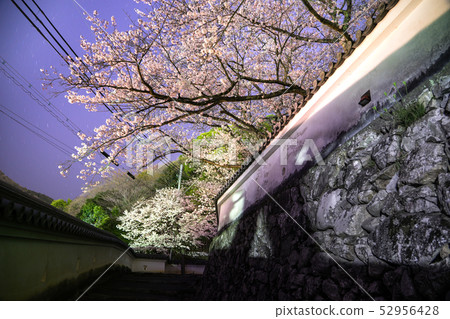 Cherry blossom spot! See the cherry blossoms at night at Honmaru Goten, Tatsuno Castle (Tatsuno City, Hyogo Prefecture) *Shooting position in the comment section of the work 52956428