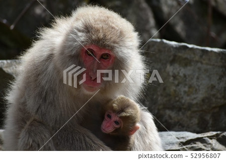 猴子生態學 52956807