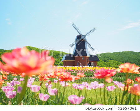 北海道風景Kamiyubetsu鬱金香公園 北海道風景Kamiyubetsu鬱金香公園 52957061