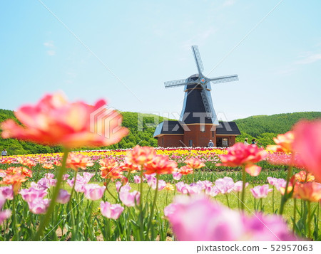 北海道Kamikobetsu鬱金香公園的風景 北海道Kamikobetsu鬱金香公園的風景 52957063