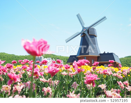 Kamiibetsu Tulip Park 52957195