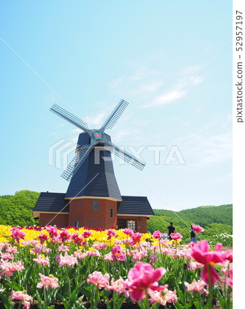 北海道風景Kamiyu Bet鬱金香公園 52957197