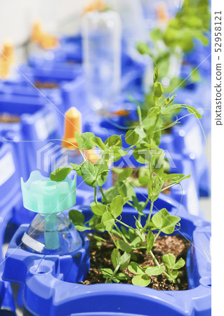 播種機培育小學 52958121