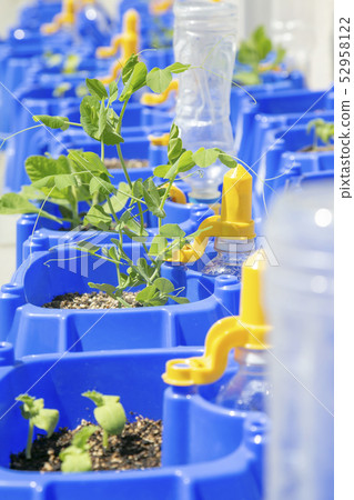 播種機培育小學 播種機培育小學 52958122