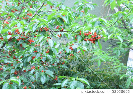 櫻花 52958665