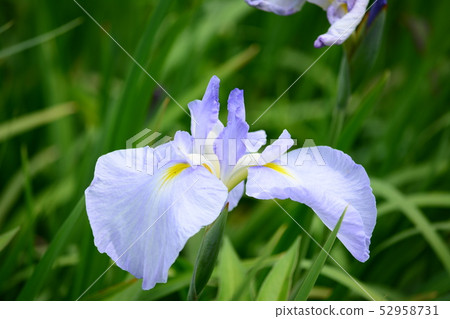 鳶尾花 鳶尾花 52958731