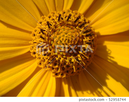 Macro shot maxican sunflower, yellow flower Macro shot maxican sunflower, yellow flower 52958744