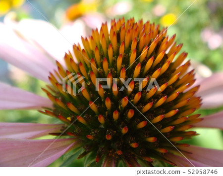Echinacea flower against soft colorful bokeh Echinacea flower against soft colorful bokeh 52958746