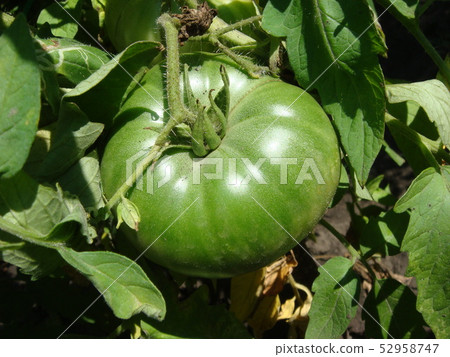 Green tomatoes on branch. Growing tomatoes in Green tomatoes on branch. Growing tomatoes in 52958747