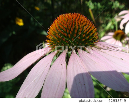 Echinacea flower against soft colorful bokeh 52958749