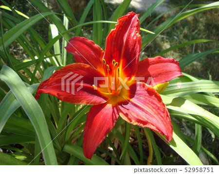 Close up of blooming flower of red lily growing Close up of blooming flower of red lily growing 52958751