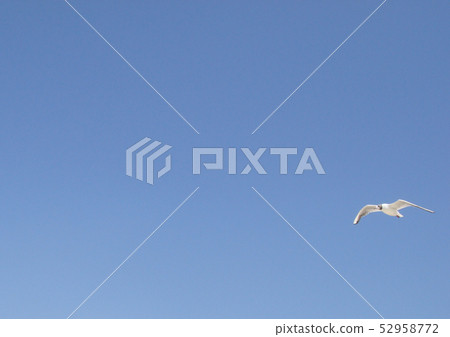 Blue sky and gull, gull flight, wild seagull, sea 52958772