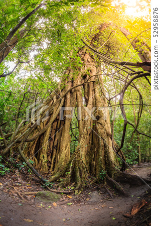 Strangler fig tree in tropical forest 52958876