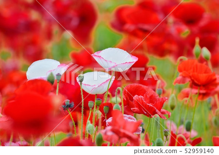 Poppy in full bloom Poppy in full bloom 52959140